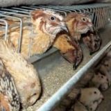 Kako se brinuti za prepelice i čime se hraniti kod kuće